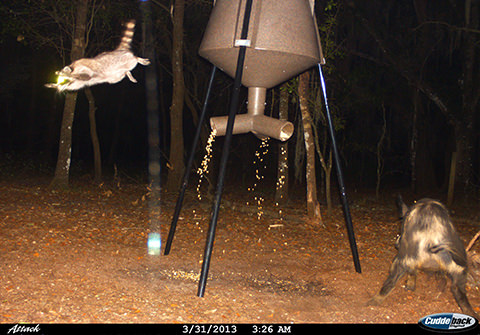 feeder judges feeder judges